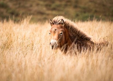 Foal in the steppe