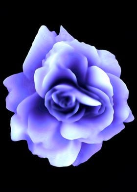 Purple rose 