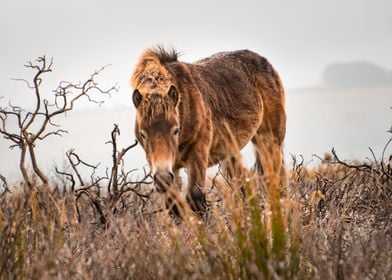 Exmoor wild horse