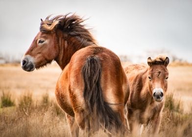 Mare and foal