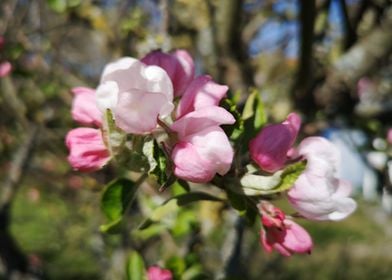 apple three flower