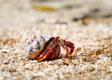 Hermit crab in a seashell 