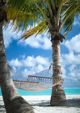 Palm Beach with hammock