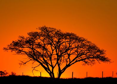 Tree at summer sunset