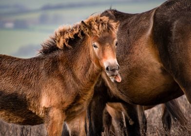 Cheeky foal1