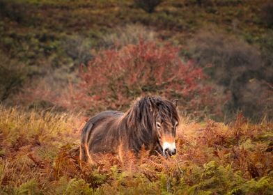 Wild horse in fern3