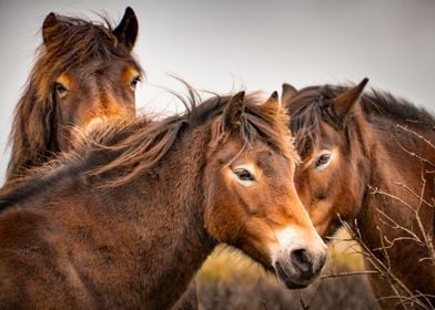 Group of wild horses