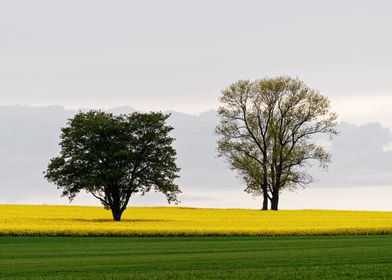 Two trees in a rape field