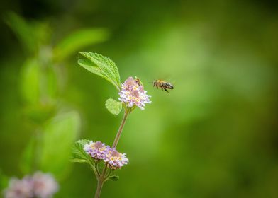 Little bee on flower