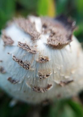 Macro Mushroom