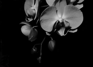 black and white orchid