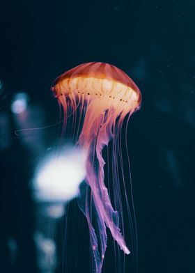 JellyFish