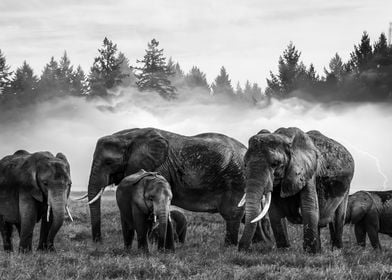 Elephants BW