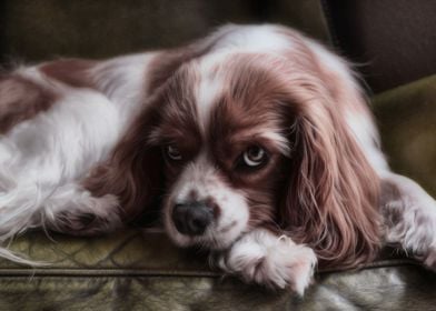 Cocker Spaniel