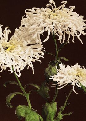 Chrysanthemum