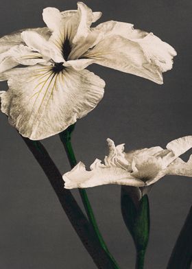 Iris Flower Traditional