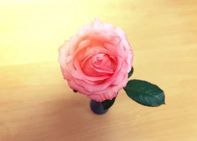 Pink single rose