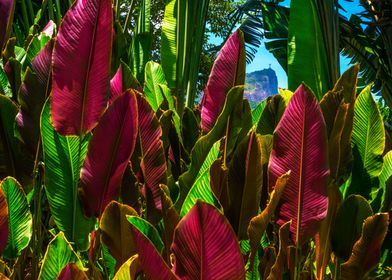 Banana Leaves