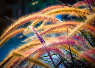 Grass in full color