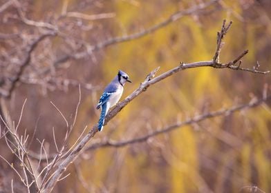 BlueJay