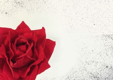 Red rose grunge background