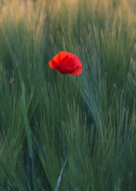 Lonely Poppy