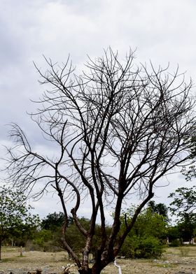 Dried Plant