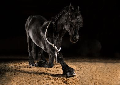 Black horse in the dark12