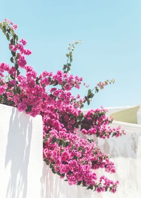 Floral Santorini