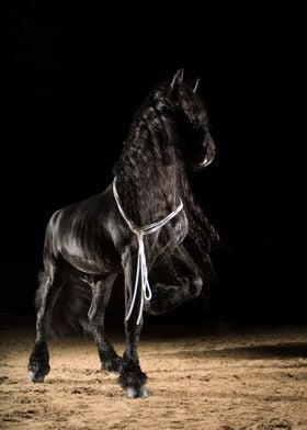 Black horse in the dark5