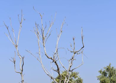 Dried Plant