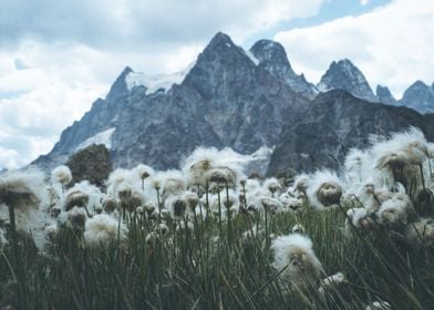 Mountain Cotton Flowers 