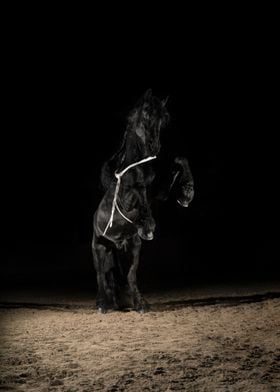 Black Horse in the dark