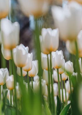 White Tulips 