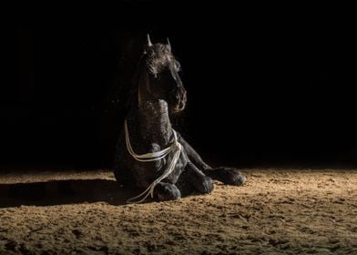 Black horse in the dark8