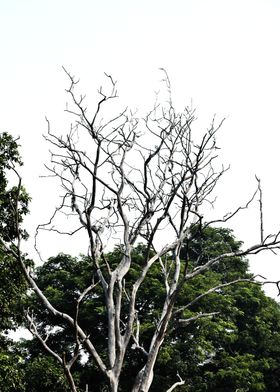 Dried Plant