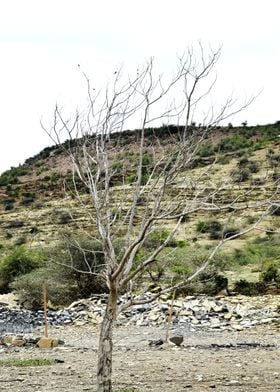 Dried Plant