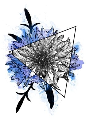 Cornflower Prism