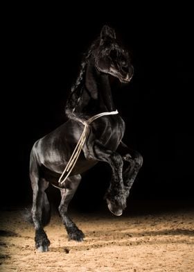 Black horse in the dark