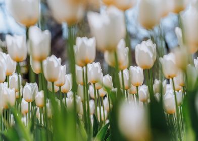 White Tulips