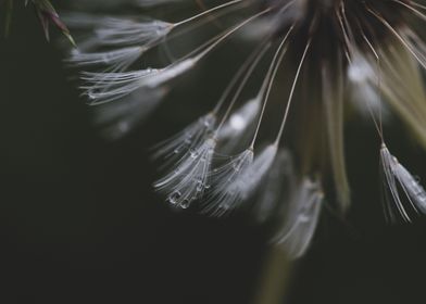 Dandelion details