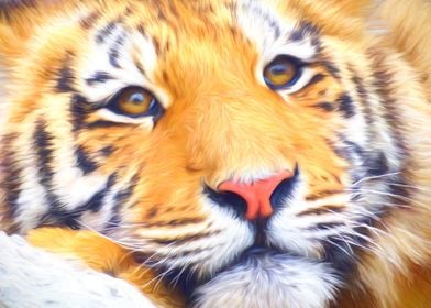 Tiger Close Up