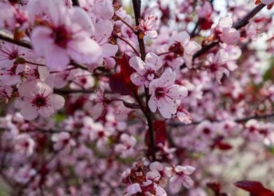 blooming tree white pink