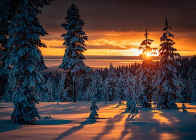 Winter sunset forest