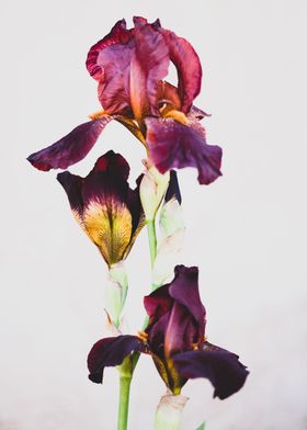 Flower iris 