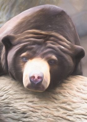 Cute Sun Bear