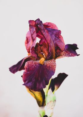 Flower iris 2