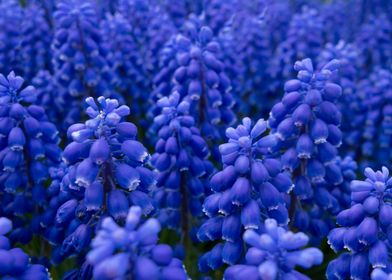 grape hyacinth blue flower