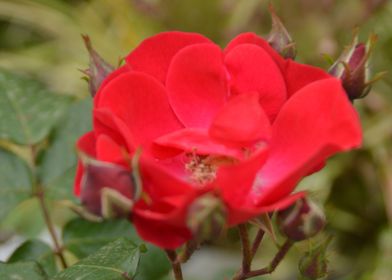 Flower Red Garden Fleur