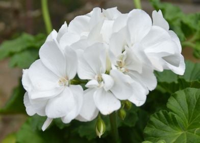 Flowers White Garden Fleur